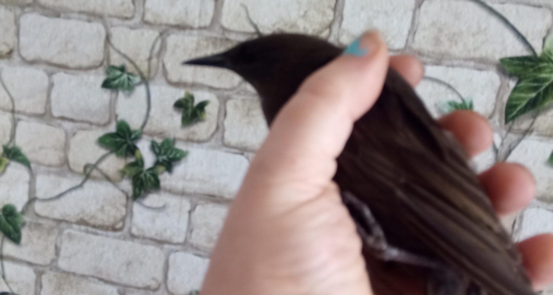 Amsel aus dem Schornstein