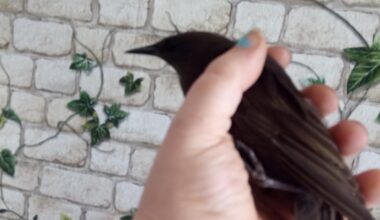 Amsel aus dem Schornstein