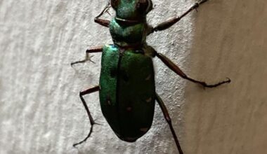 Kam gerade ins Büro geschlichen 🪲