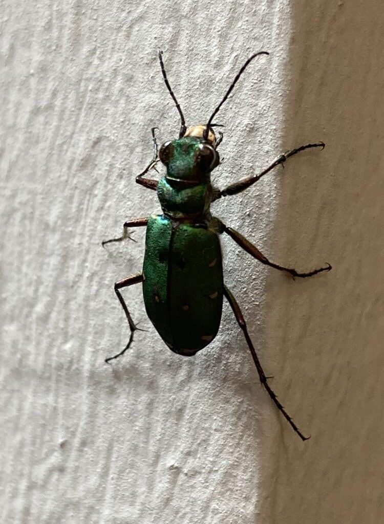 Kam gerade ins Büro geschlichen 🪲