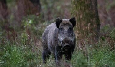 Vrouw aangevallen door everzwijn in Meerhout
