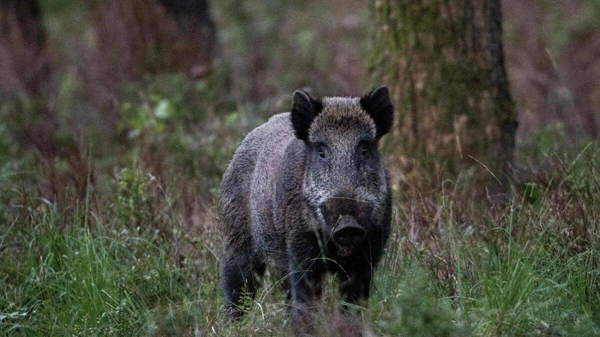 Vrouw aangevallen door everzwijn in Meerhout