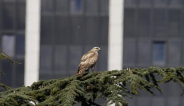Ich hab die Theorie, dass das Bussard Pärchen in Hamburgs Planten und Blomen auf dem Radisson Hotel nistet