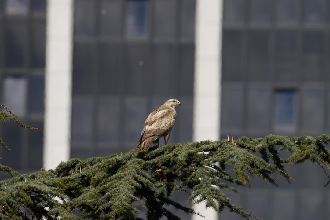 Ich hab die Theorie, dass das Bussard Pärchen in Hamburgs Planten und Blomen auf dem Radisson Hotel nistet