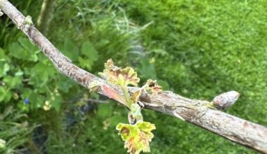 Rote Johannisbeere - Welche Krankheit, welcher Schädling?