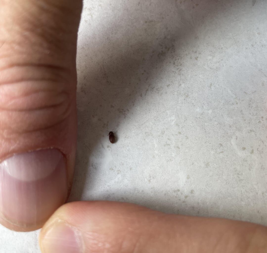 Was ist das für ein Käfer? Frisst er Wolle?