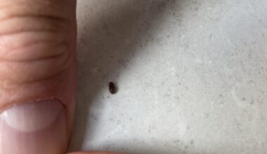 Was ist das für ein Käfer? Frisst er Wolle?