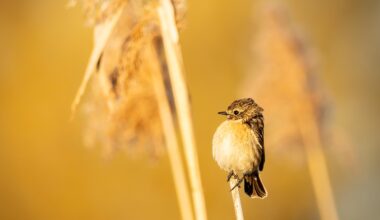 Ein gut genährtes Schwarzkehlchen