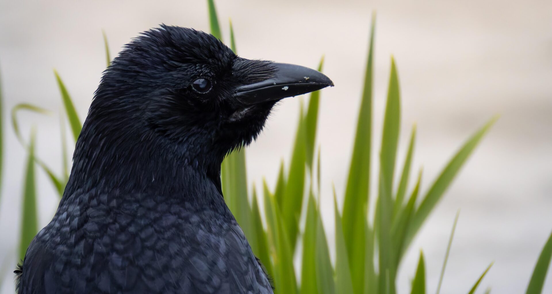 Eine Krähe aus der Nähe