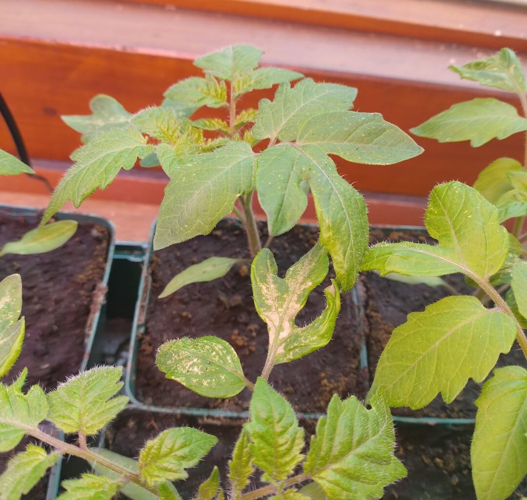 Tomatensetzlinge - Nährstoffmangel?