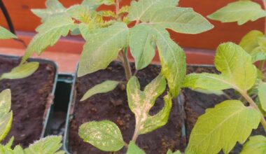 Tomatensetzlinge - Nährstoffmangel?