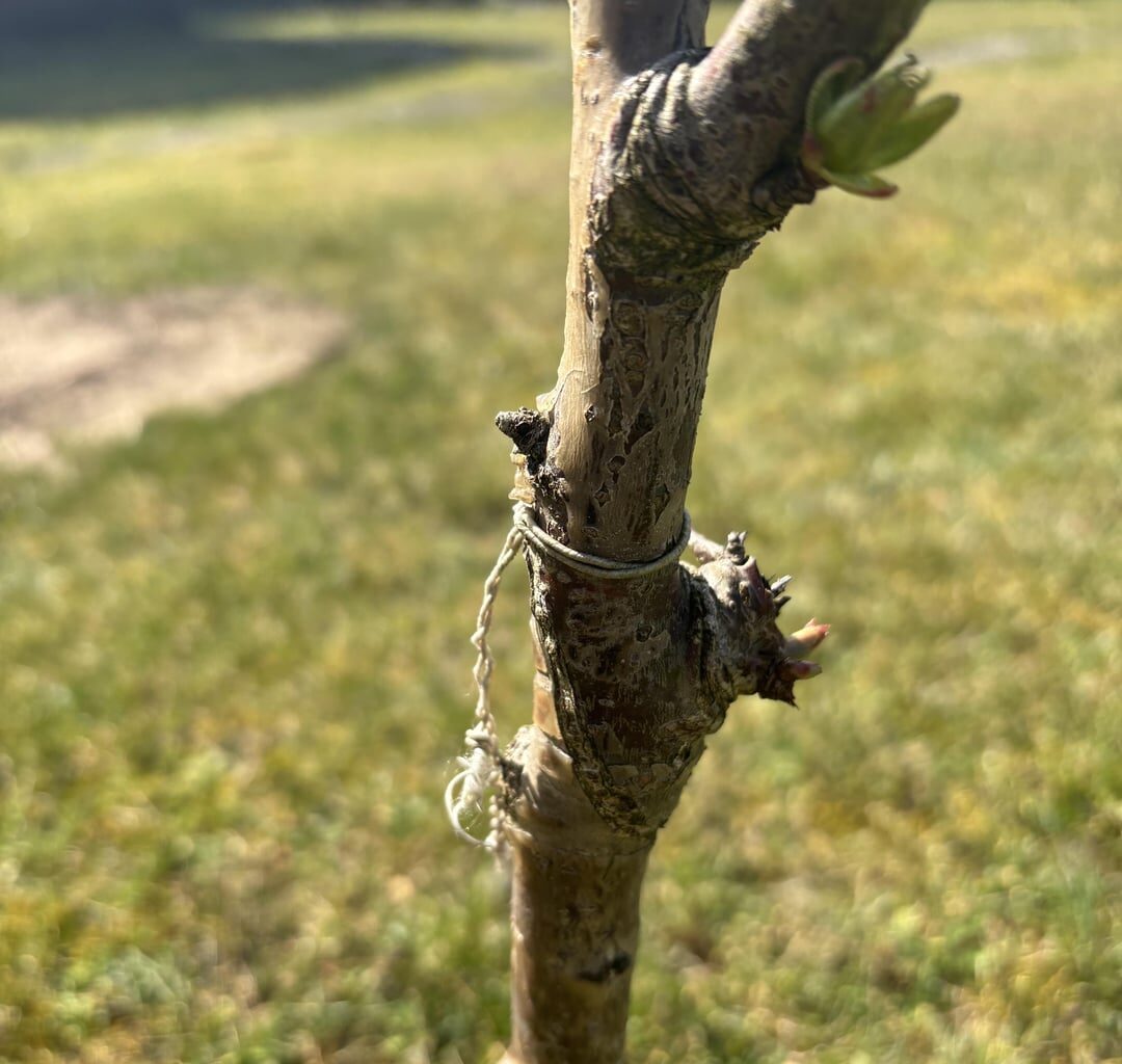 Ist dieser Kirschbaum veredelt und wir nicht höher wachsen ?