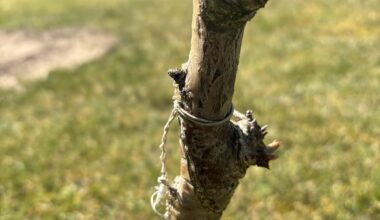Ist dieser Kirschbaum veredelt und wir nicht höher wachsen ?