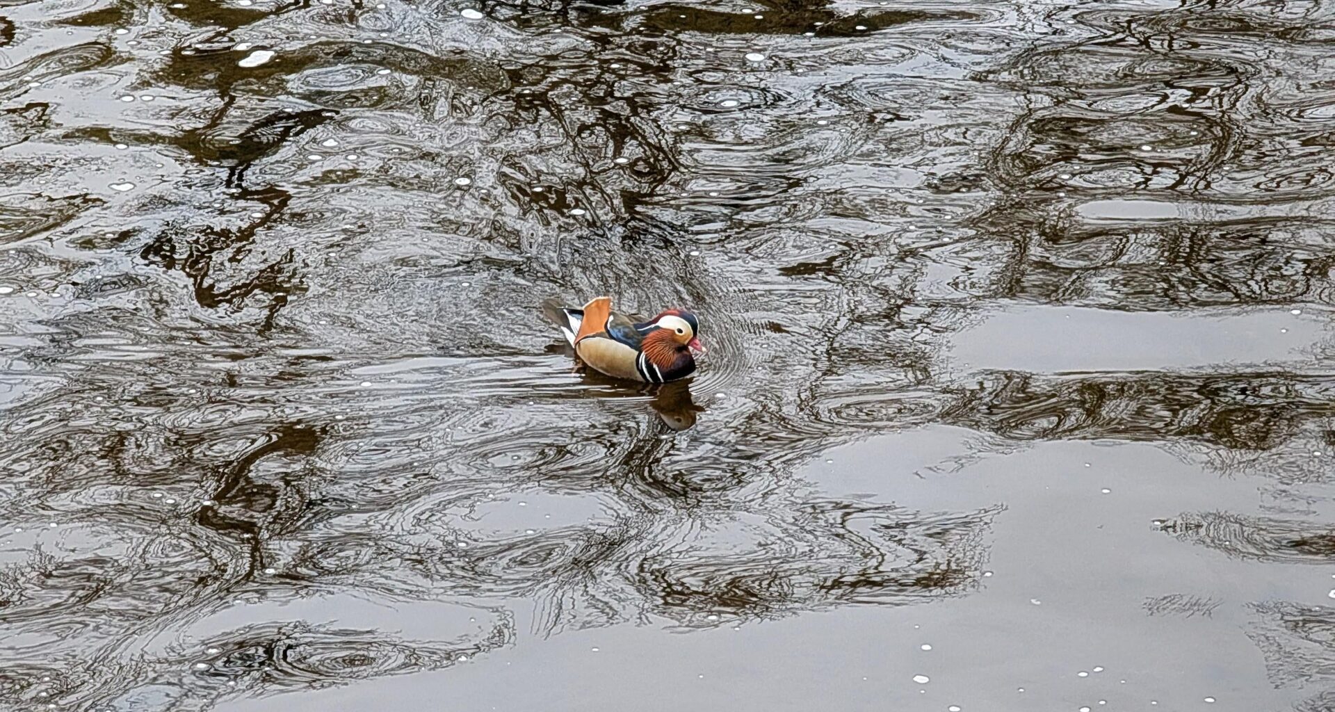 Beautiful Manderin Duck in Llangollen yesterday. Never seen one of these before.