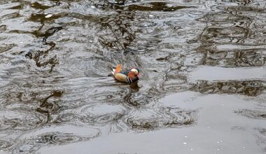 Beautiful Manderin Duck in Llangollen yesterday. Never seen one of these before.