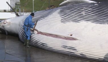 Economic turmoil extends Iceland whaling halt