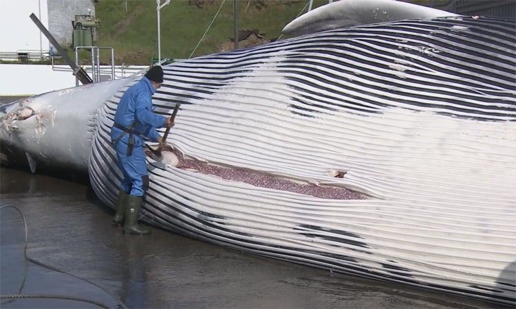 Economic turmoil extends Iceland whaling halt