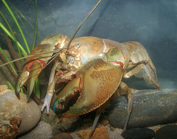 The swamp yabby (Cherax latimanus), a species of freshwater crayfish from Australia. Image credit: McCormack & Raadik, doi: 10.11646/zootaxa.5026.3.2.