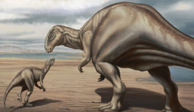 Fossils of Previously Unknown Iguanodontian Dinosaurs Found in Portugal