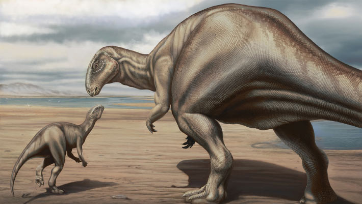 Fossils of Previously Unknown Iguanodontian Dinosaurs Found in Portugal
