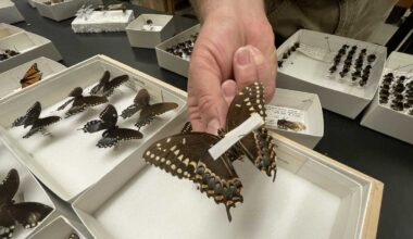 Climate change threatens butterfly habitats, warns Mississippi ecologist