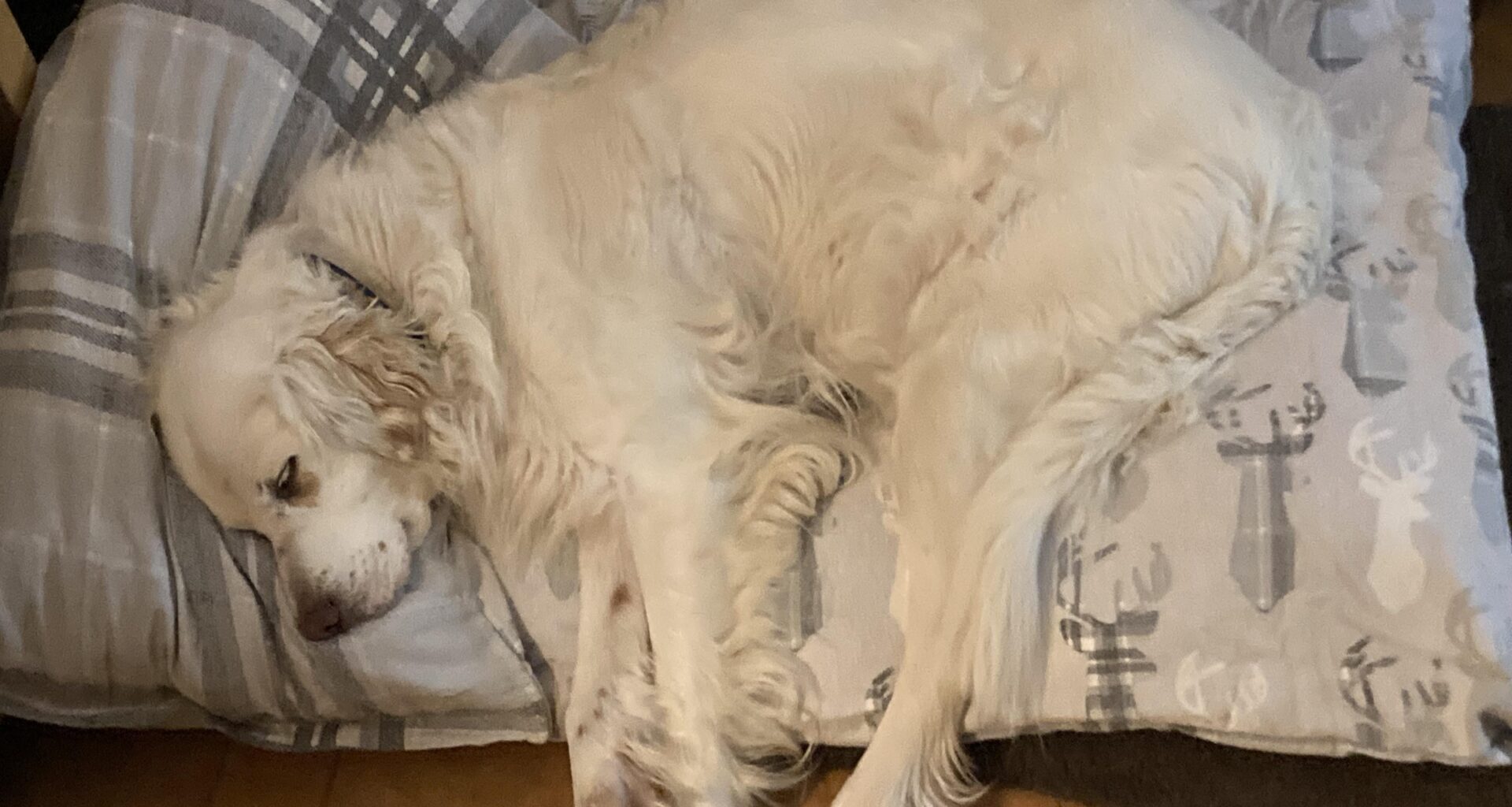 I made three dog beds for my dogs today I am kinda proud of myself. But not as happy as Mr B who is very comfy.