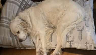I made three dog beds for my dogs today I am kinda proud of myself. But not as happy as Mr B who is very comfy.