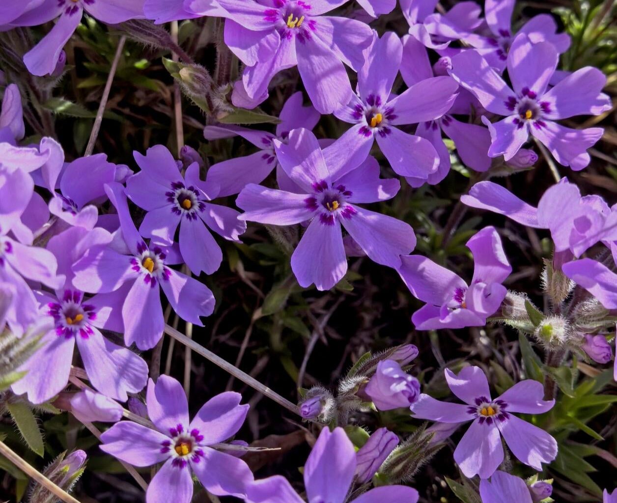 Flammenblume💜
