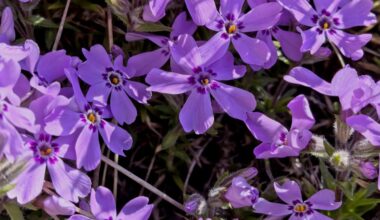 Flammenblume💜