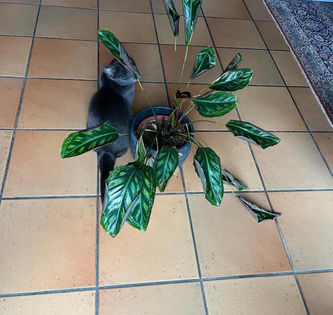 Was ist mit Hasi los?