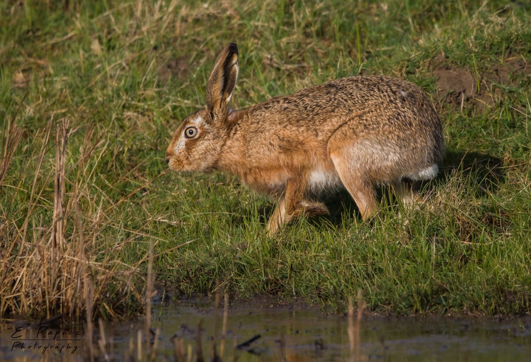 A few recent pictures from around Kent.
