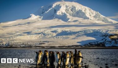 Nowhere's safe': How an island of penguins ended up on Trump tariff list