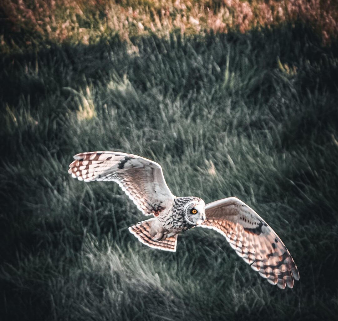 Sumpfohreule auf Texel [oc]
