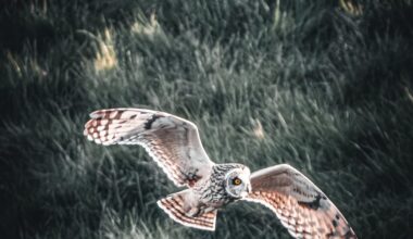 Sumpfohreule auf Texel [oc]