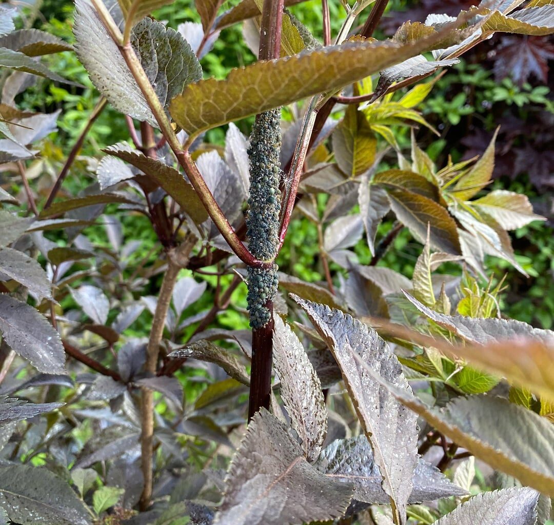 Was ist das und wie schädlich wird das für meinen Garten? 🥶