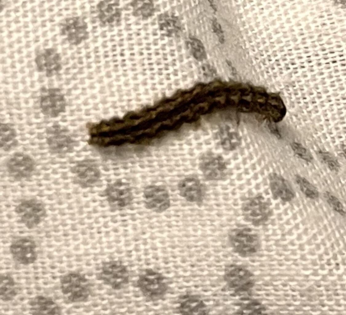 Zwei Raupen im Bett gefunden
