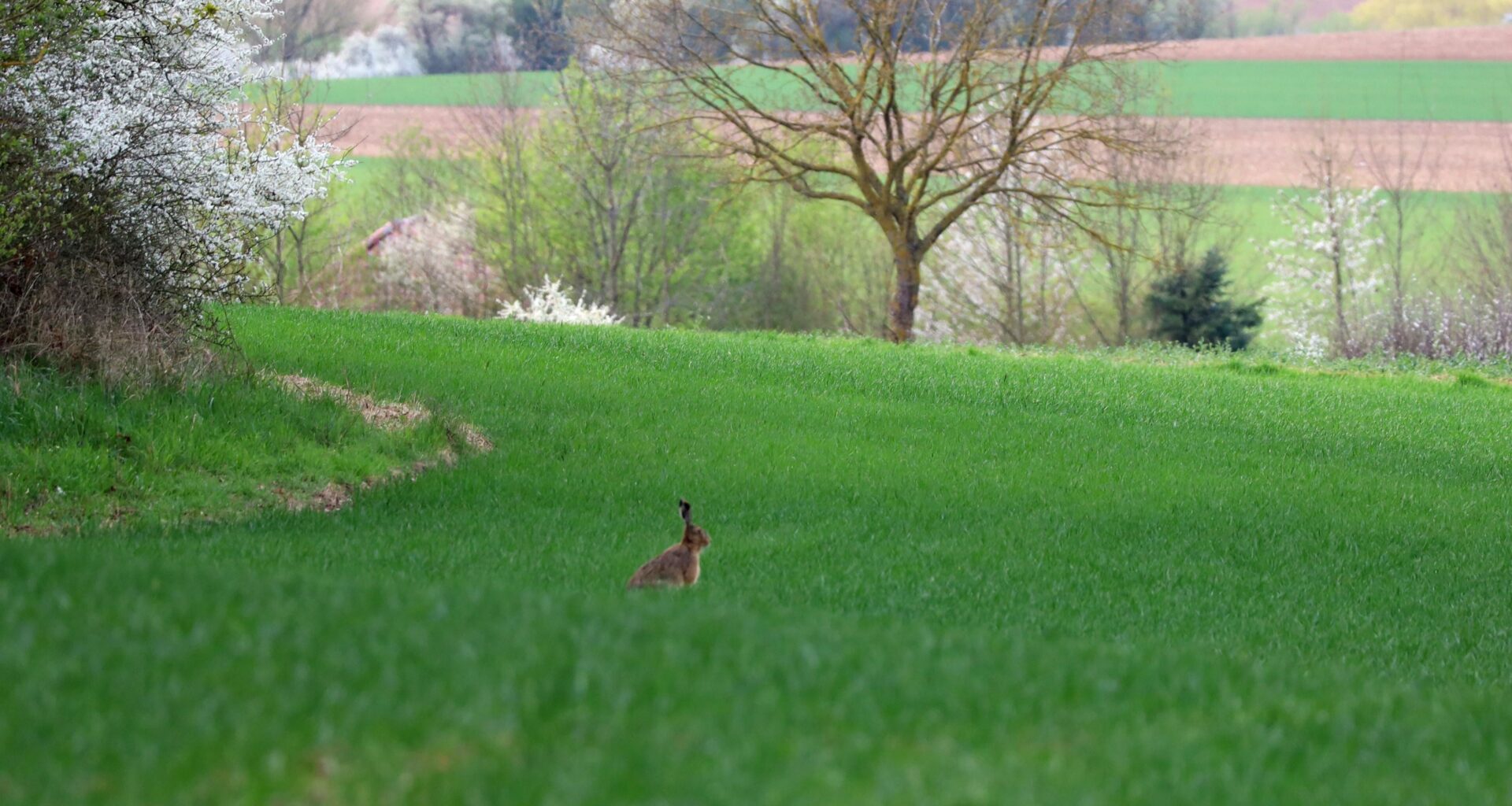 Feldhase am Waldrand
