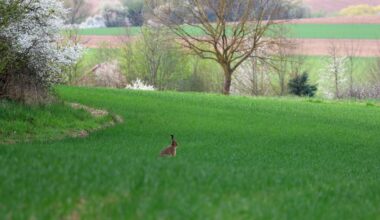 Feldhase am Waldrand
