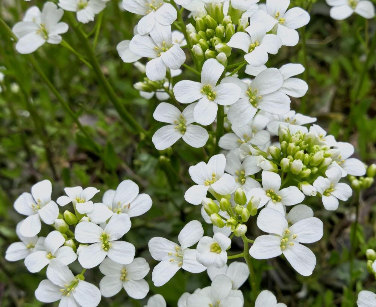 Alpen-Gänsekresse 🌼