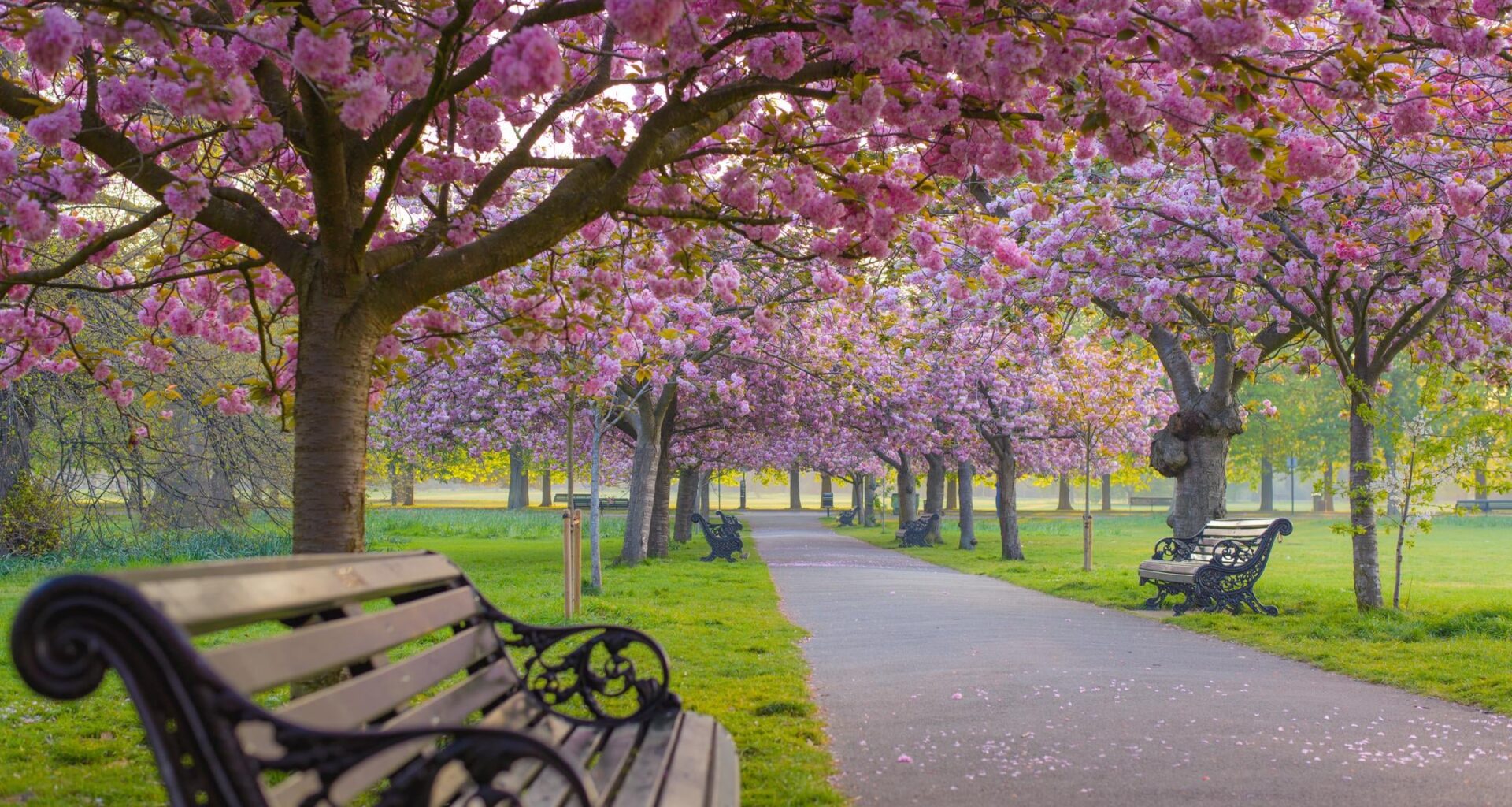 Peak Greenwich Park Blossoms