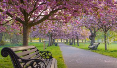 Peak Greenwich Park Blossoms
