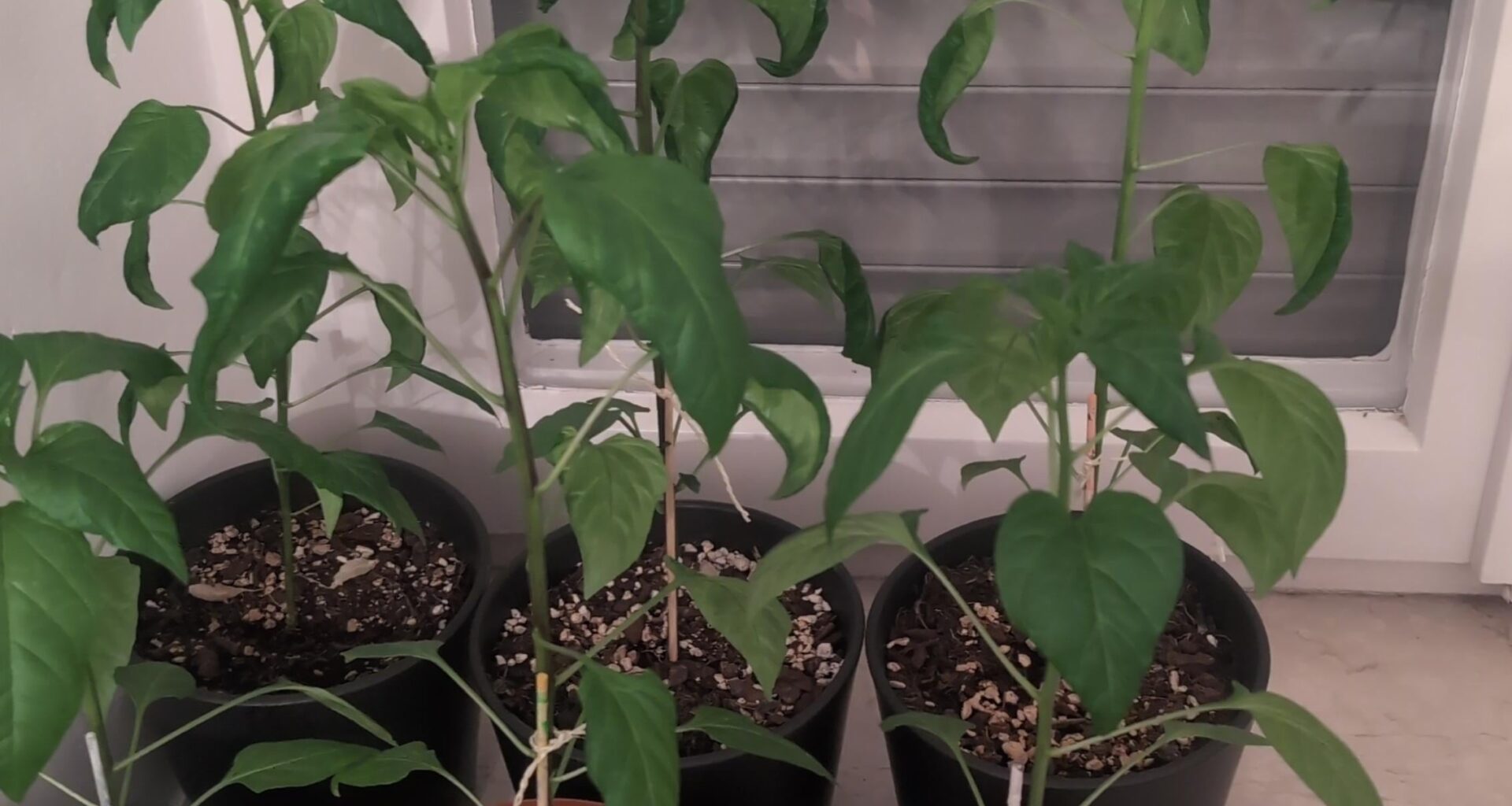 Chillis toppen?