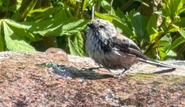 Schwanzmeisenbadewetter!