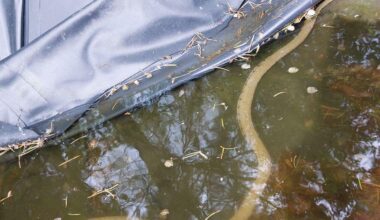 Welche Schlange ist das?