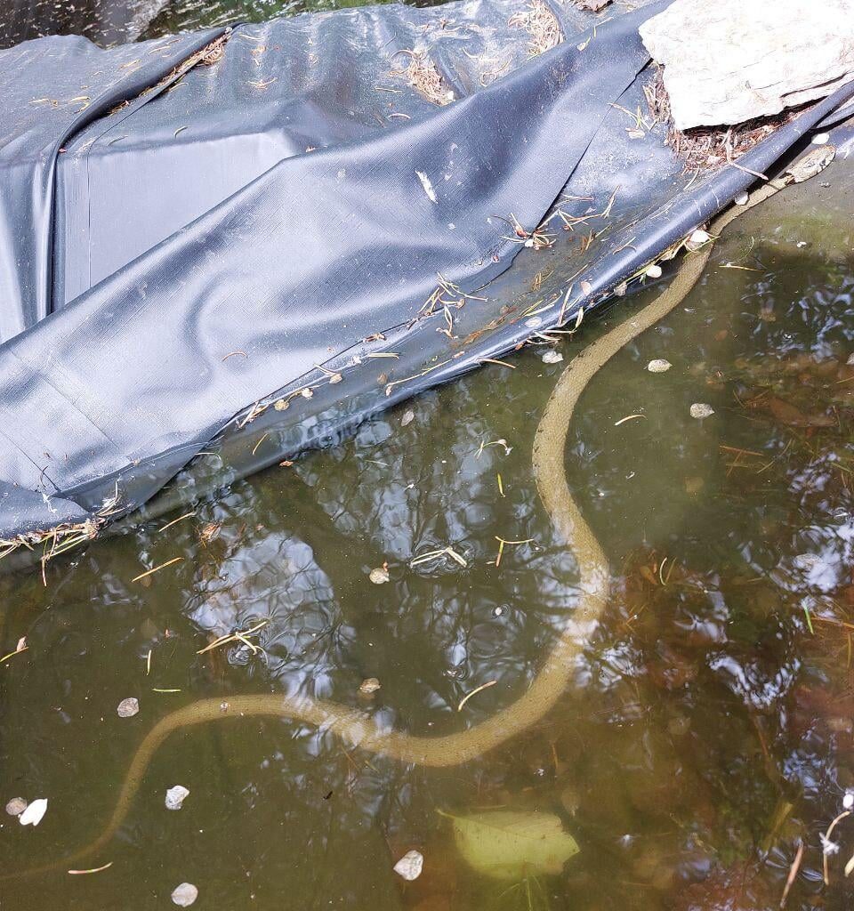 Welche Schlange ist das?