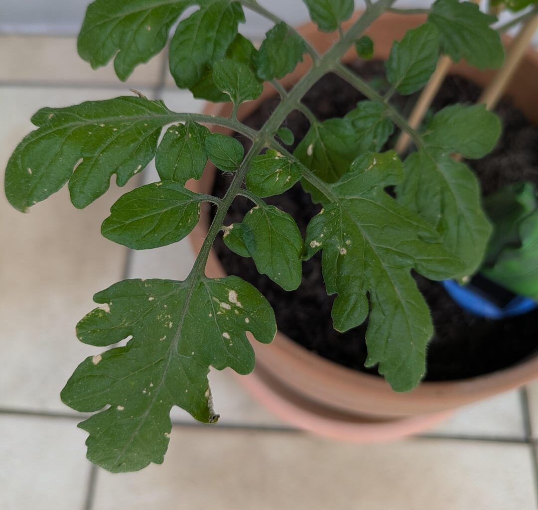 Hat unsere Tomatenpflanze Sonnenbrand?