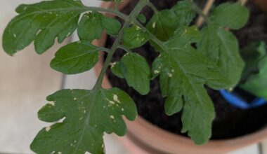 Hat unsere Tomatenpflanze Sonnenbrand?