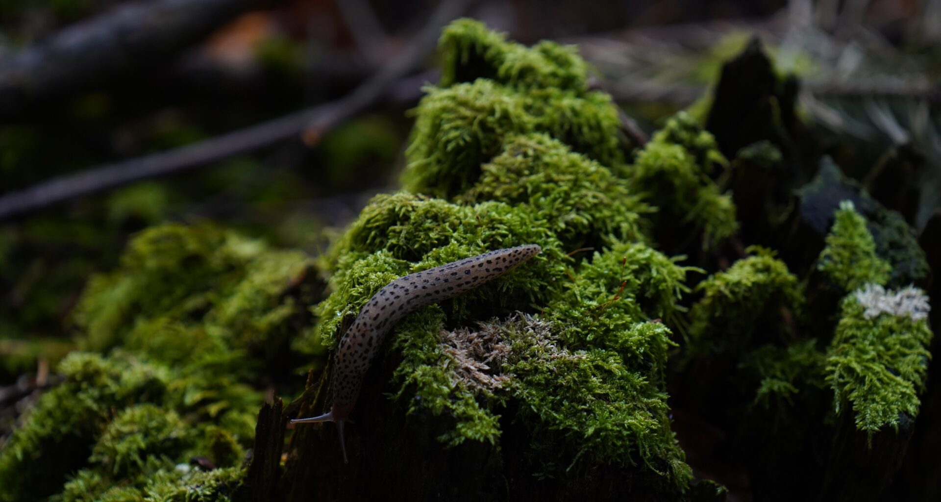 Tiger auf der Pirsch