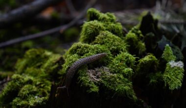 Tiger auf der Pirsch