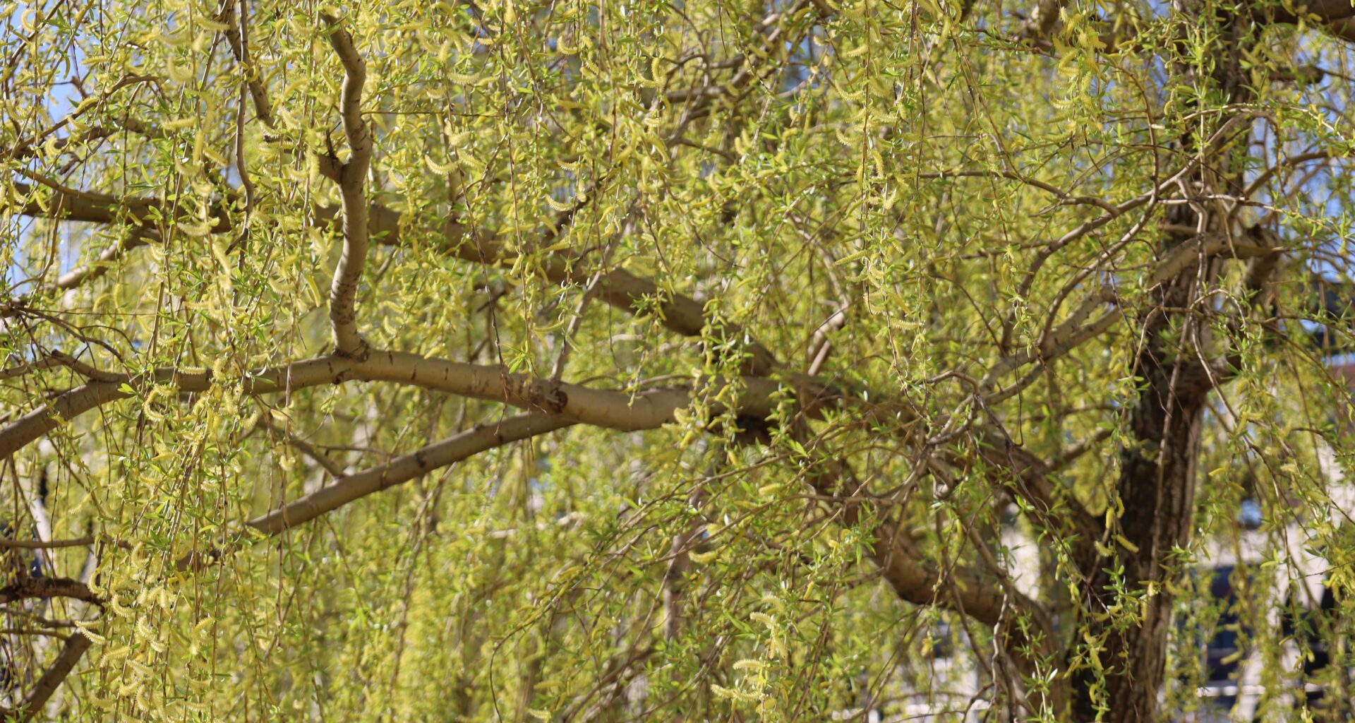 Trauerweide im Frühjahr